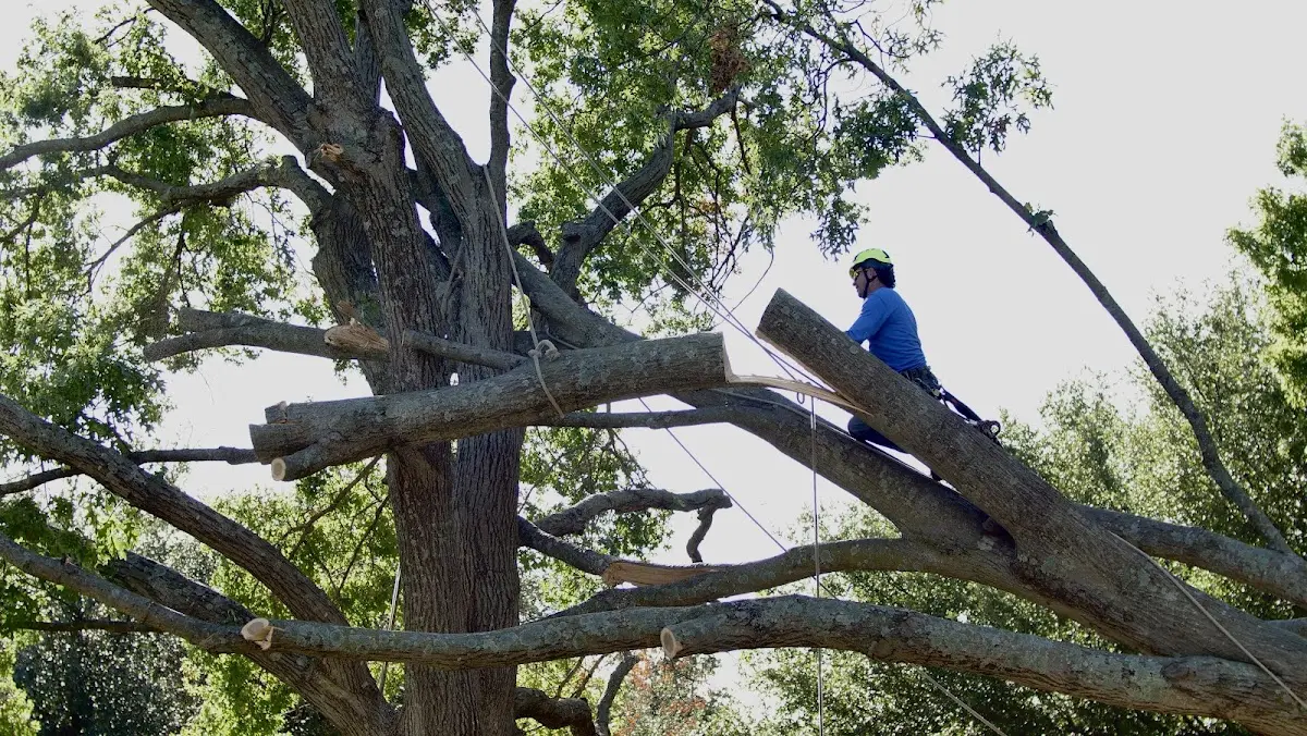 Professional Crown Thinning performed by certified arborists in Oshkosh